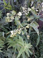 Cestrum nocturnum