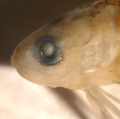 Bregmaceros bathymaster