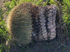 Ferocactus histrix