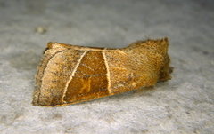 Lemmeria digitalis