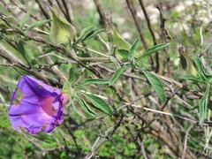 Ipomoea pubescens