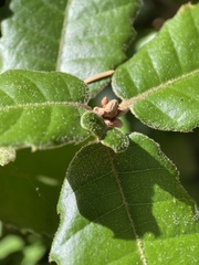 Andricus notholithocarpi