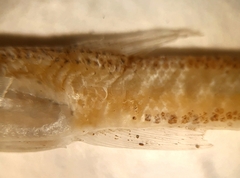 Bregmaceros bathymaster