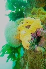 Clavelina moluccensis
