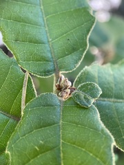Andricus notholithocarpi