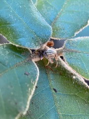 Andricus notholithocarpi