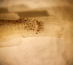 Bregmaceros bathymaster