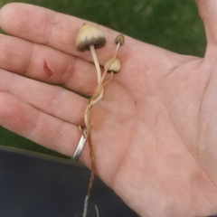 Psilocybe semilanceata