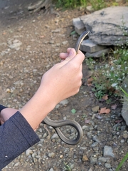 Regina septemvittata