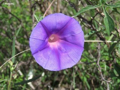 Ipomoea pubescens