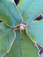 Andricus notholithocarpi