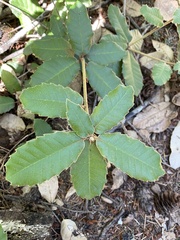 Andricus notholithocarpi