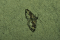 Xanthorhoe ferrugata