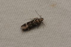 Gelechiini