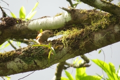 Cranioleuca semicinerea