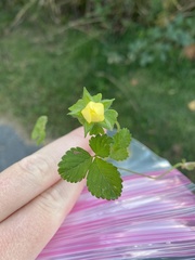 Potentilla indica