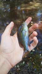 Lepomis auritus