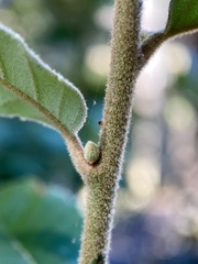 Andricus notholithocarpi