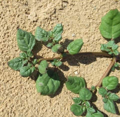 Boerhavia