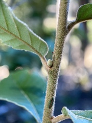 Andricus notholithocarpi