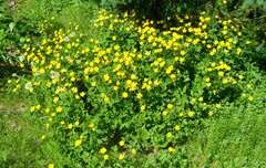 Ranunculus hispidus caricetorum