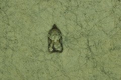 Acleris macdunnoughi