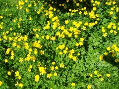 Ranunculus hispidus caricetorum