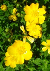 Ranunculus hispidus caricetorum