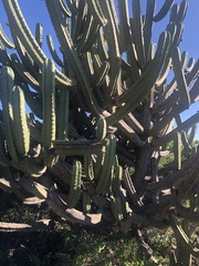 Myrtillocactus geometrizans