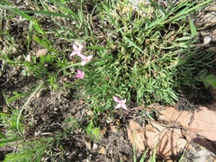 Houstonia rubra