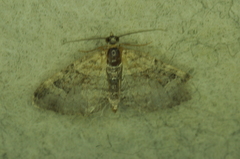 Xanthorhoe ferrugata