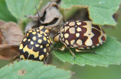 Orsilochides scurrilis