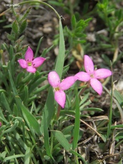 Houstonia rubra