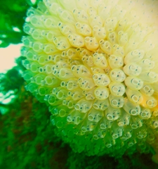 Clavelina moluccensis