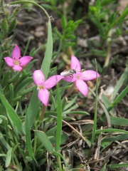 Houstonia rubra