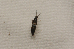 Staphylinini