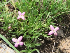 Houstonia rubra
