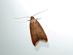 Tachystola acroxantha