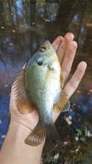 Lepomis microlophus
