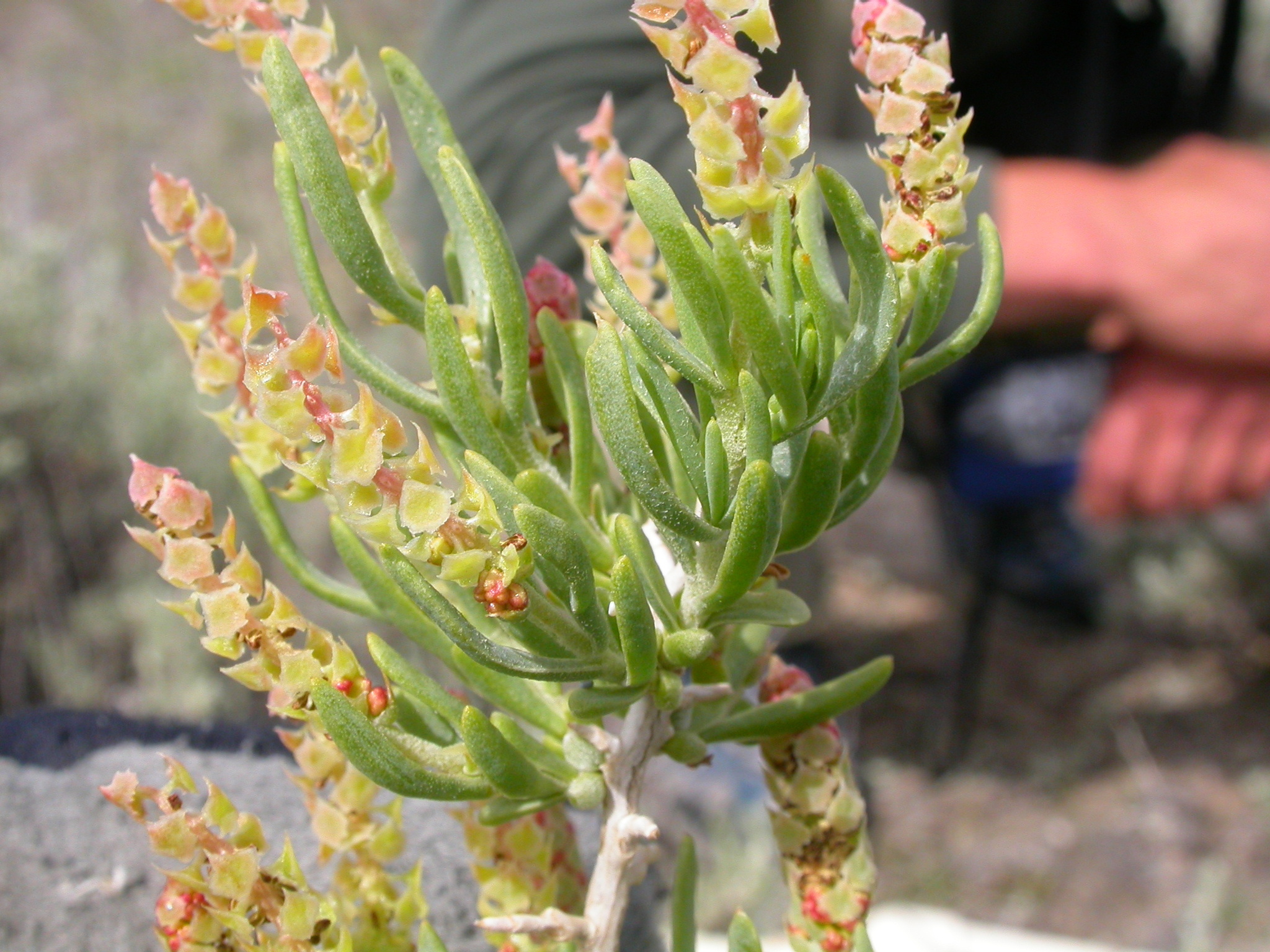Sarcobataceae