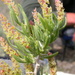 Sarcobataceae - Photo (c) Matt Lavin, alguns direitos reservados (CC BY-SA)