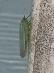 Gyponana