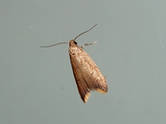 Tachystola acroxantha
