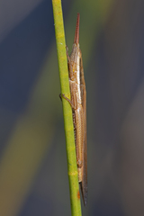 Leptysma marginicollis