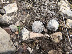 Mammillaria albiflora