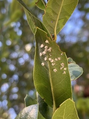 Aleuroplatus coronata