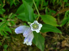 Gentiana decora