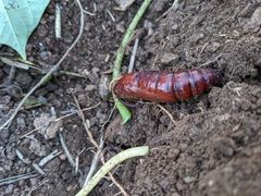 Agrius cingulata