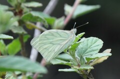 Hesperocharis costaricensis