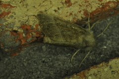 Papaipema eupatorii